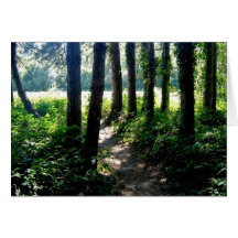 Morgenlicht belichtet einen Waldweg Grußkarten