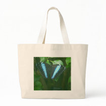 Morpho Schmetterling