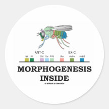 Morphogenese-Innere (Frucht-Fliegen-Taufliege-Gene Runde Aufkleber