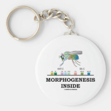 Morphogenese-Innere (Frucht-Fliegen-Taufliege-Gene Schlüsselband