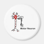 Motoneuron Magnete
