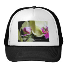 Motten-Orchidee, Logo Truckermützen