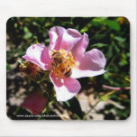Mousepad - Biene auf einer wilden Rose mousepads