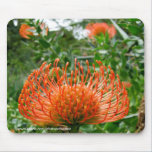 Mousepad - Proteastiftkissen-Blume mousepads