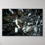 Murres und Kittiwakes Plakatdruck