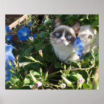 Mürrische Katze im Plakat der Winden-20x16
