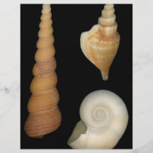 Muschel - Konchologie - Muscheln Individuelle Flyer