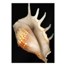 Muschel - Konchologie - Tritonshorn Ankündigungskarte