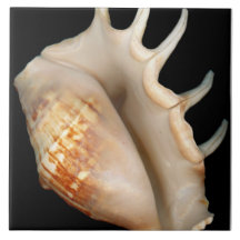 Muschel - Konchologie - Tritonshorn Fliese