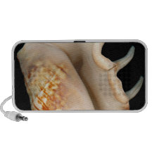 Muschel - Konchologie - Tritonshorn Laptop Lautsprecher