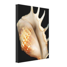 Muschel - Konchologie - Tritonshorn Gespannter Galerie Druck