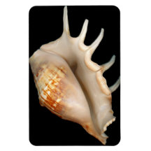 Muschel - Konchologie - Tritonshorn Magnet