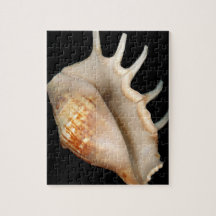 Muschel - Konchologie - Tritonshorn Puzzles