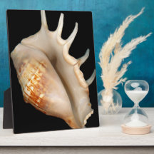 Muschel - Konchologie - Tritonshorn Schautafel