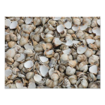 Muschelhintergrund Photodrucke