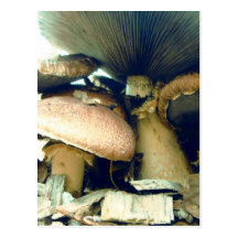 Mushrooms Underneath Photos Post Card