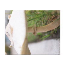 Mushrooom Gespannte Galerie Drucke