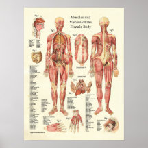 Muskeln und innere Organe des weiblichen Anatomie-