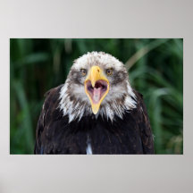 mutiger amerikanischer Adler Plakatdrucke