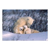 Mutter-Eisbär, der mit Zwillingen sitzt, Fotografischer Druck