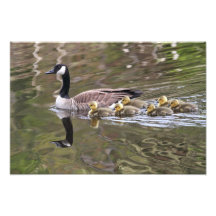 Mutter Gans und Baby-Gans-Foto