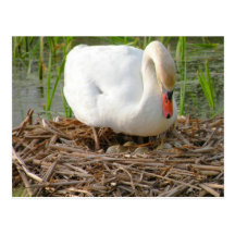Mutter Swan und Ei-Postkarte