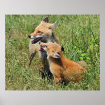 Mutter und Ausrüstung roten Fox Plakatdrucke
