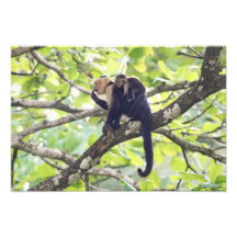 Mutter-und Baby-Affe Kunst Fotos