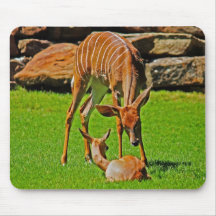 Mutter und Baby wenig Kudu Foto mousepad