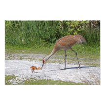 Mutter-Vogel und Vogelbaby Sandhill Kräne Photodruck