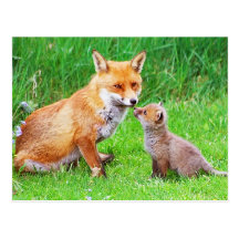 Mutterfuchs und -junges postkarte