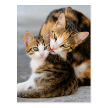 Mutterkatze, die zart sein junges Kätzchen leckt Postkarten