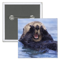 Na, USA, Alaska. Seeotter sind das größte Anstecknadel