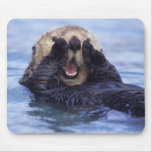 Na, USA, Alaska. Seeotter sind das größte Mousepad