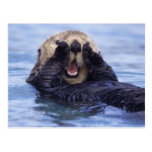 Na, USA, Alaska. Seeotter sind das größte Postkarte