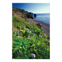 Na, USA, Alaska, Semidi Inseln, Wildblumen Kunstfoto