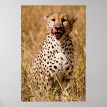 Nach Mahlzeit-Gepard Plakatdrucke