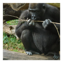 Nachdenkliche Gorilla-Einladungen