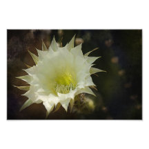 Nachtblüte Kunst Photo