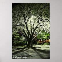 "Nachtleben Blüte " Posterdruck