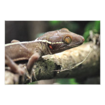 Nah oben vom Gecko Fotografie