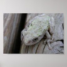 Nah oben vom weißen Baum-Frosch Posterdruck