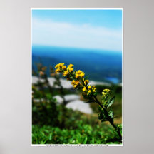 Nah oben von der Blume auf Berg Plakatdruck