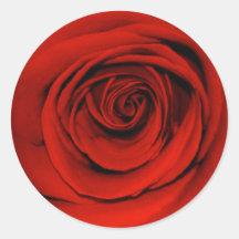 Nah oben von der Roten Rose Aufkleber