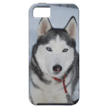 Nahaufnahme des SIBIRISCHEN HUSKYS im SCHNEE iPhone 5 Schutzhülle