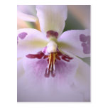 Nahaufnahmeorchideenkarte Postkarte