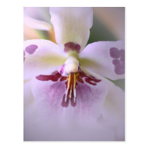 Nahaufnahmeorchideenkarte Postkarte
