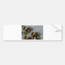 Nahe hohe Baby-Stockenten Autosticker