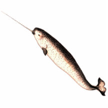 Narwhal Ausschnitt-Magnet/Skulptur