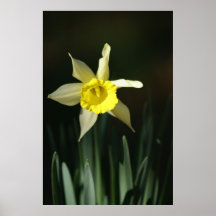 Narzissen-Blume Posterdrucke